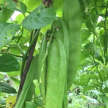 刀豆是种什么豆，种植技术有哪些方面