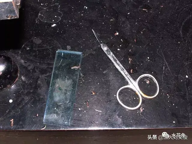 鱼病镜检与显微镜的使用方法：镜检是诊断鱼病的重要方法之一