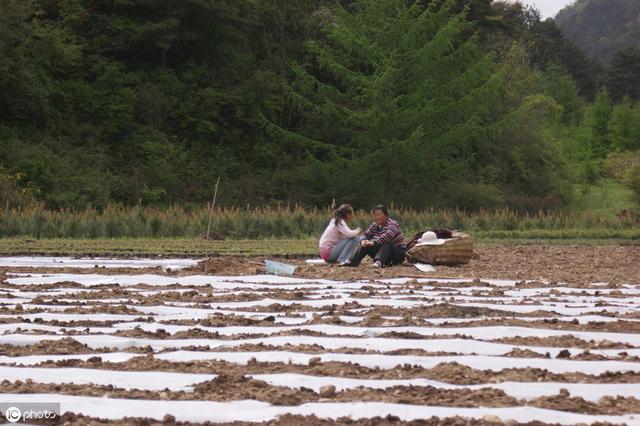 春玉米种植过程中，需要盖地膜吗？优缺点有哪些？