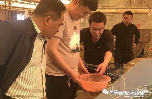 滨州水产养殖品种再添新成员——“线纹海马”