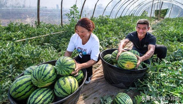 西瓜有哪些种植管理技巧？怎样才能种出高产优质的好西瓜？