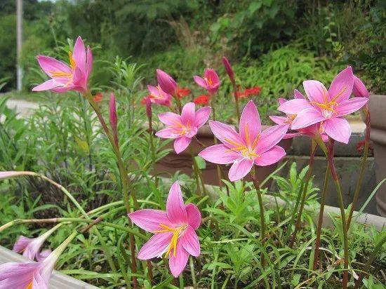 春夏秋不断开花的韭兰，在花坛里越养越多，买点鳞茎就能种好