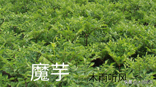 怎样种植魔芋？掌握6个技术要点，更有利于魔芋生长