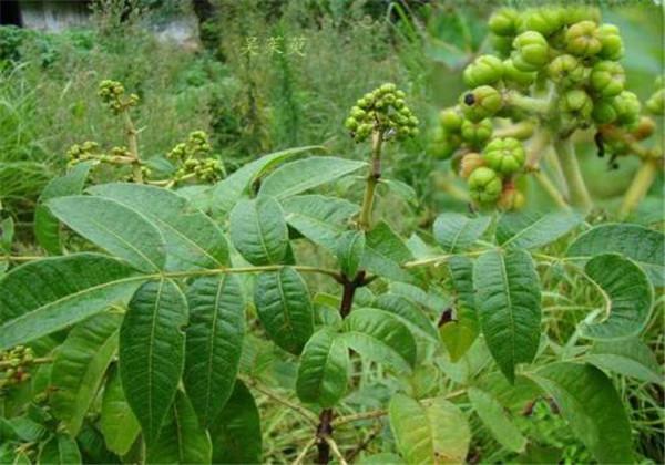 药用植物吴茱萸无公害栽培，这些要点掌握好，就能保证品质