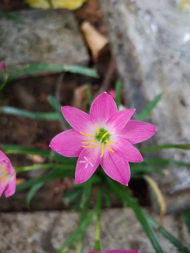 春夏秋不断开花的韭兰，在花坛里越养越多，买点鳞茎就能种好