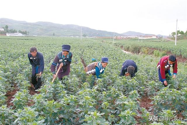 农村这作物，种家少，一亩两万多，收入稳定，家里地少也能种！