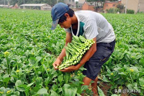 菜心主要栽培技术，种植方法教给大家，想要学习的别错过哟