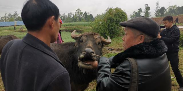 摸手谈价！广元剑阁“骡马会”，交易全程靠“行话”