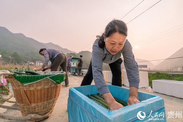 贵州罗甸：蔬菜好“丰”景 田间采摘摘忙