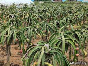 火龙果种植交流群(雨过铺街道芦槎冲村：火龙果丰收 农户笑开颜)