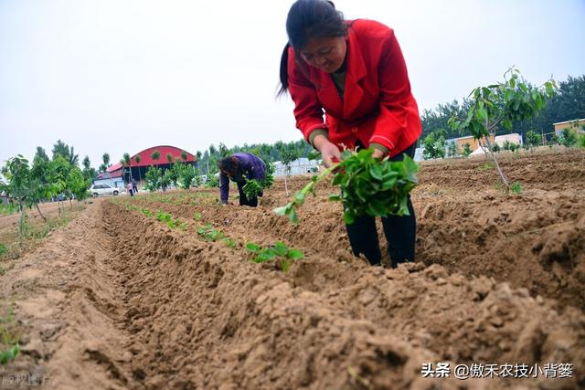 种植地瓜为何是插秧而不是播种？插秧时平插、竖插、斜插哪种好？