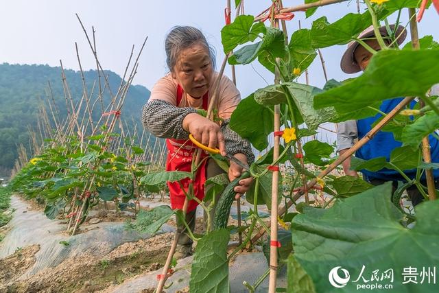 贵州罗甸：蔬菜好“丰”景 田间采摘摘忙