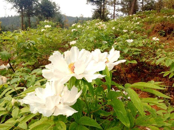 油用牡丹高效栽培技术，及病虫害防治措施，提高产量和经济收益