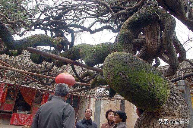 天水龙槐寺的“大广经、大什面”