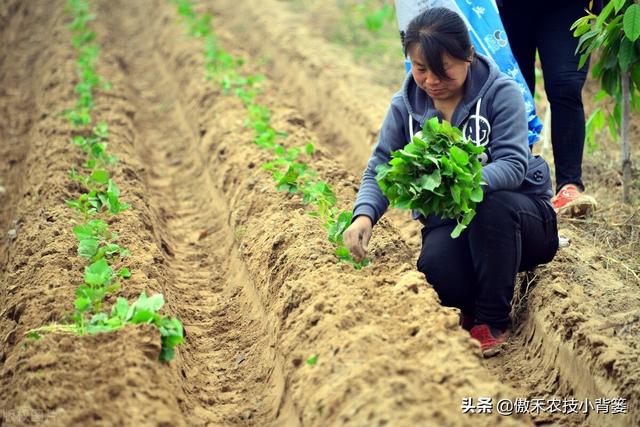 种植地瓜为何是插秧而不是播种？插秧时平插、竖插、斜插哪种好？