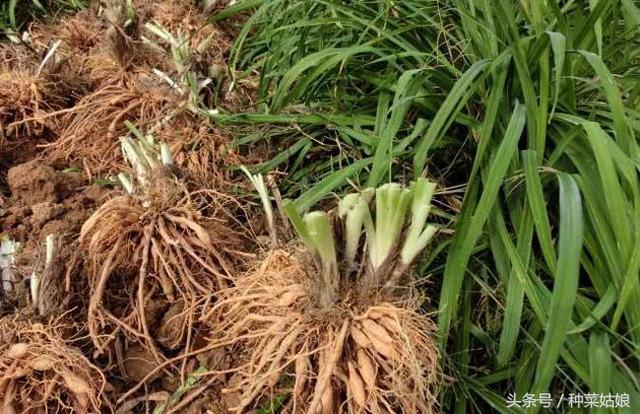 黄花菜种植简单，照着做，连续采收了十几年，值得一种