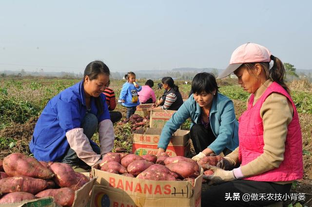 种植地瓜为何是插秧而不是播种？插秧时平插、竖插、斜插哪种好？