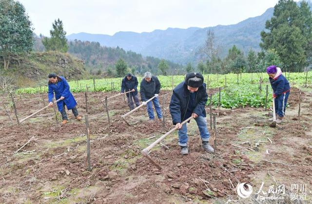 四川巴中：这个村用绣花功夫“绣”出130万元中药材产值