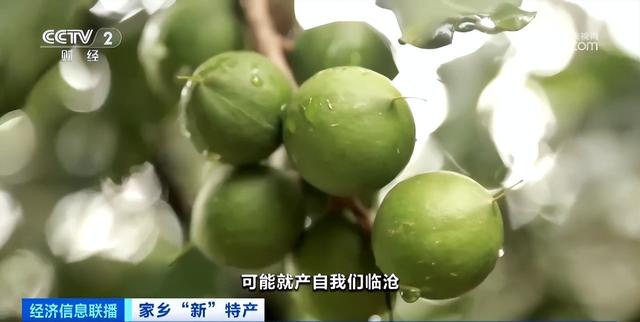 超级隐藏特产！全球最大的夏威夷果种植基地，在中国这里→