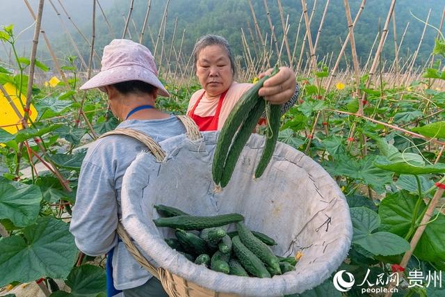 贵州罗甸：蔬菜好“丰”景 田间采摘摘忙