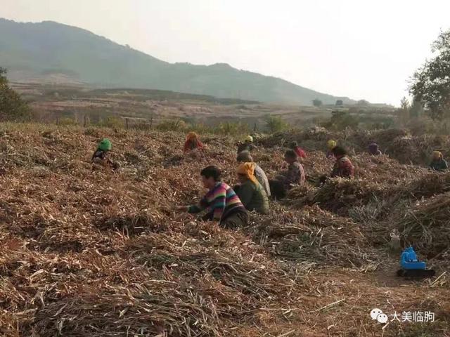 临朐薏米栽种喜获成功！