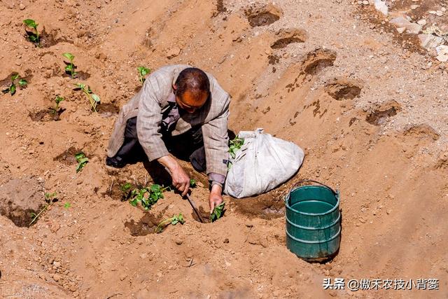 种植地瓜为何是插秧而不是播种？插秧时平插、竖插、斜插哪种好？