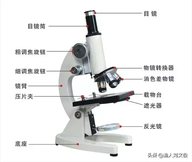 鱼病镜检与显微镜的使用方法：镜检是诊断鱼病的重要方法之一