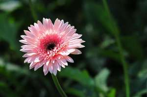 格桑花如何种植(波斯