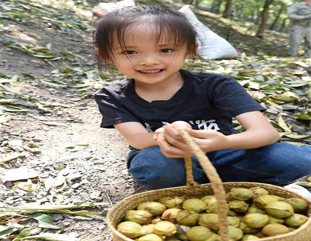 白露到，竹竿摇！临安山核桃开杆产量与去年持平，预计15000吨