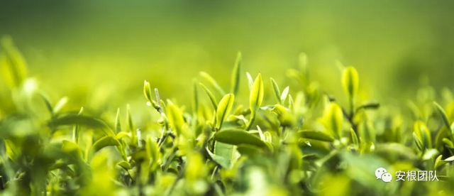 茶树种植的土壤环境