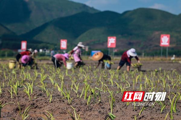 视频丨蓝山：香芋移栽忙 农民增收多