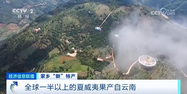 超级隐藏特产！全球最大的夏威夷果种植基地，在中国这里→