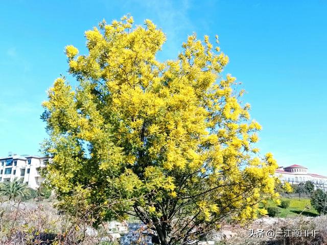 银荆树的价值：观叶、观花、观果