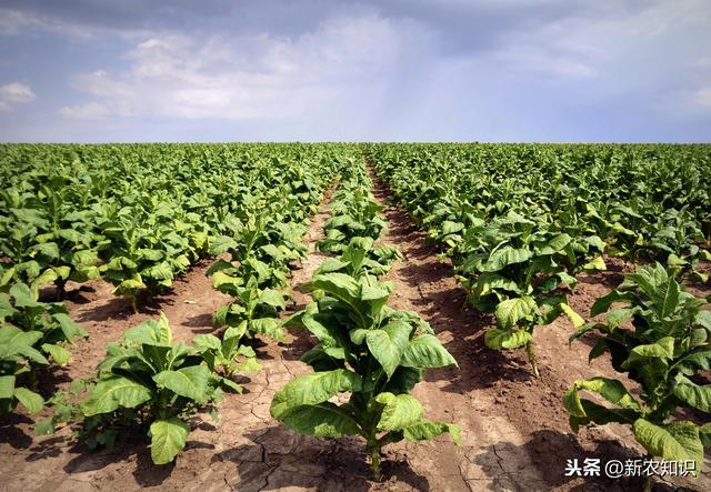 新农知识——烟草种植技术，及推广对策探究