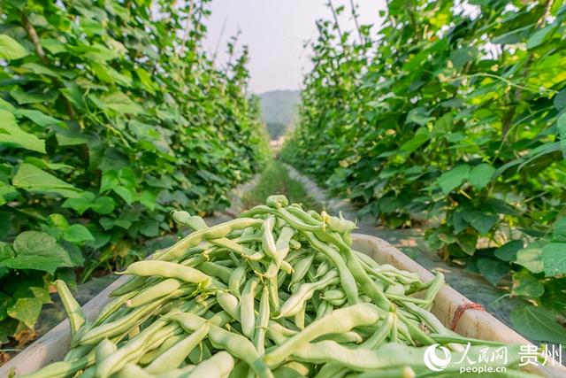 贵州罗甸：蔬菜好“丰”景 田间采摘摘忙