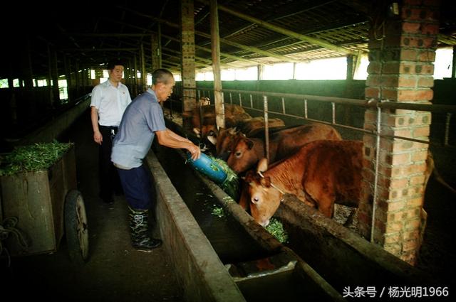 贵州黎平县尚重镇宝塘村建成该县西北部最大的养殖黄牛牧场