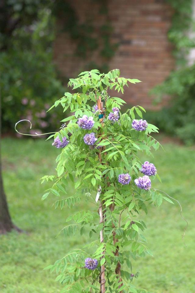 紫藤花养几年不开花，就是买错品种了，夏季和冬季修剪可促进开花