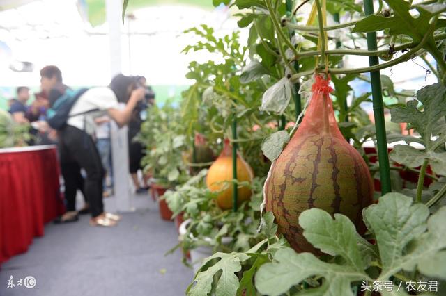 农民种植技术有讲究，教你如何进行西瓜支架栽培