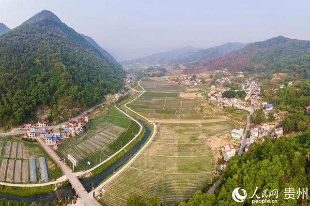 贵州罗甸：蔬菜好“丰”景 田间采摘摘忙