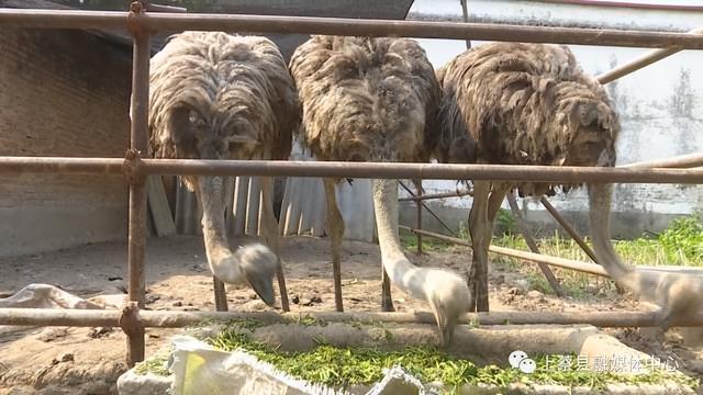 上蔡小岳寺：鸵鸟养殖“驼”起乡村致富梦