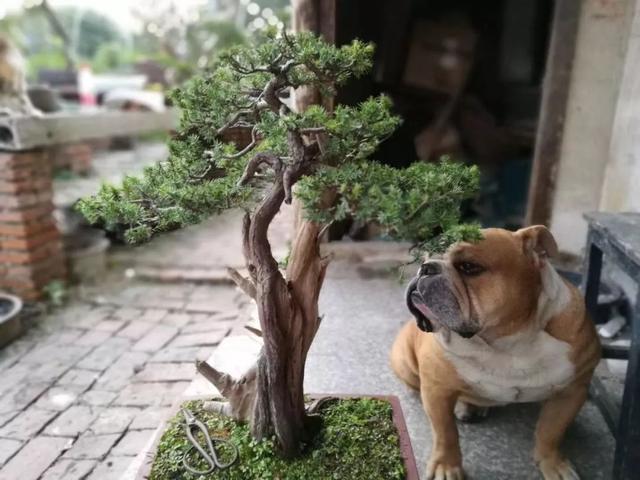 熟记盆景日常养护五法则，一举扭转日益衰败的盆景状态