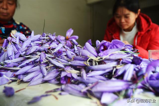 农村大姐收获藏红花，冬季生长不怕冻，花可观赏，花丝是名贵药材