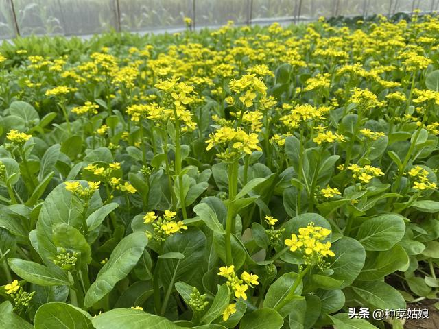 开春种点什么菜，试试这10种，种植简单，病害少，二三十天就收获