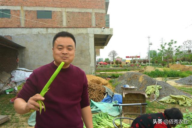 容易被认错的苔干，生吃似水果，晒干为脱水蔬菜，身价不菲