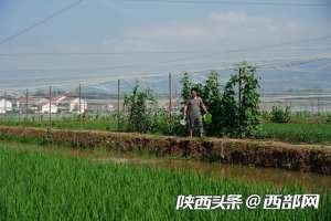 四川泥鳅养殖基地有多少(汉中勉县邹寨村的生态致富路)