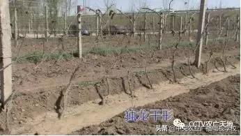 [农广天地]无核白鸡心葡萄种植技术