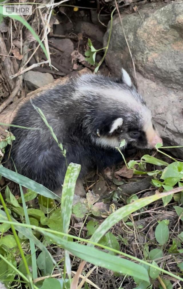 多年未见！滨州南部山区发现猪獾幼崽