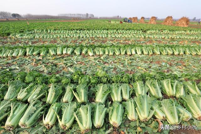 秋白菜什么时候种植？如何种植出苗快、包心好？老农种植经验分享