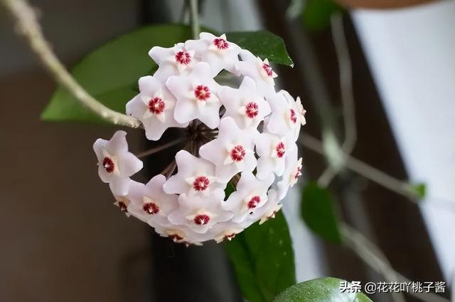 皮实又好养的“懒人”浓香花卉植物——银斑球兰，你见过吗？