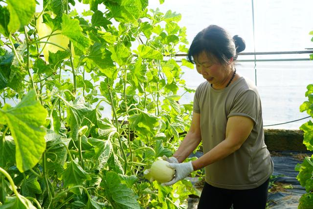 新华全媒+｜种植技术再提升　不误农时不误工——陕西西安春季农业生产见闻